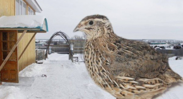 Jak chovat křepelky ve stodole v zimě?